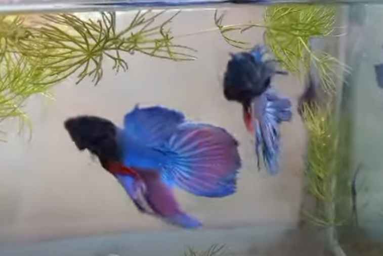 Intraspecific competition
