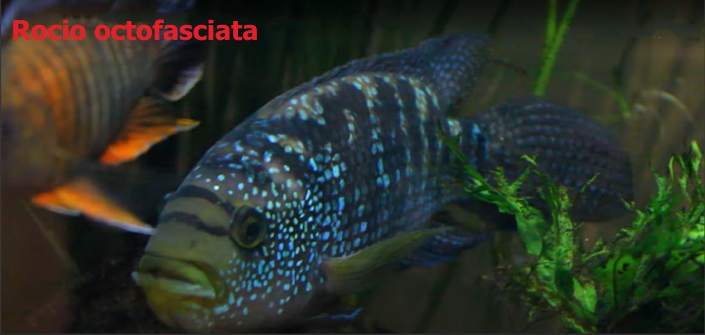 Introduction