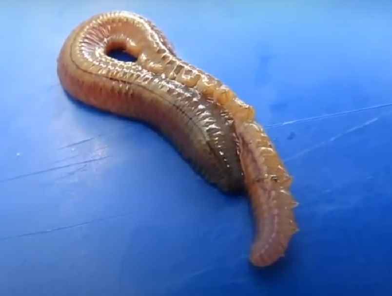 Invertebrates (Invertebrata)
