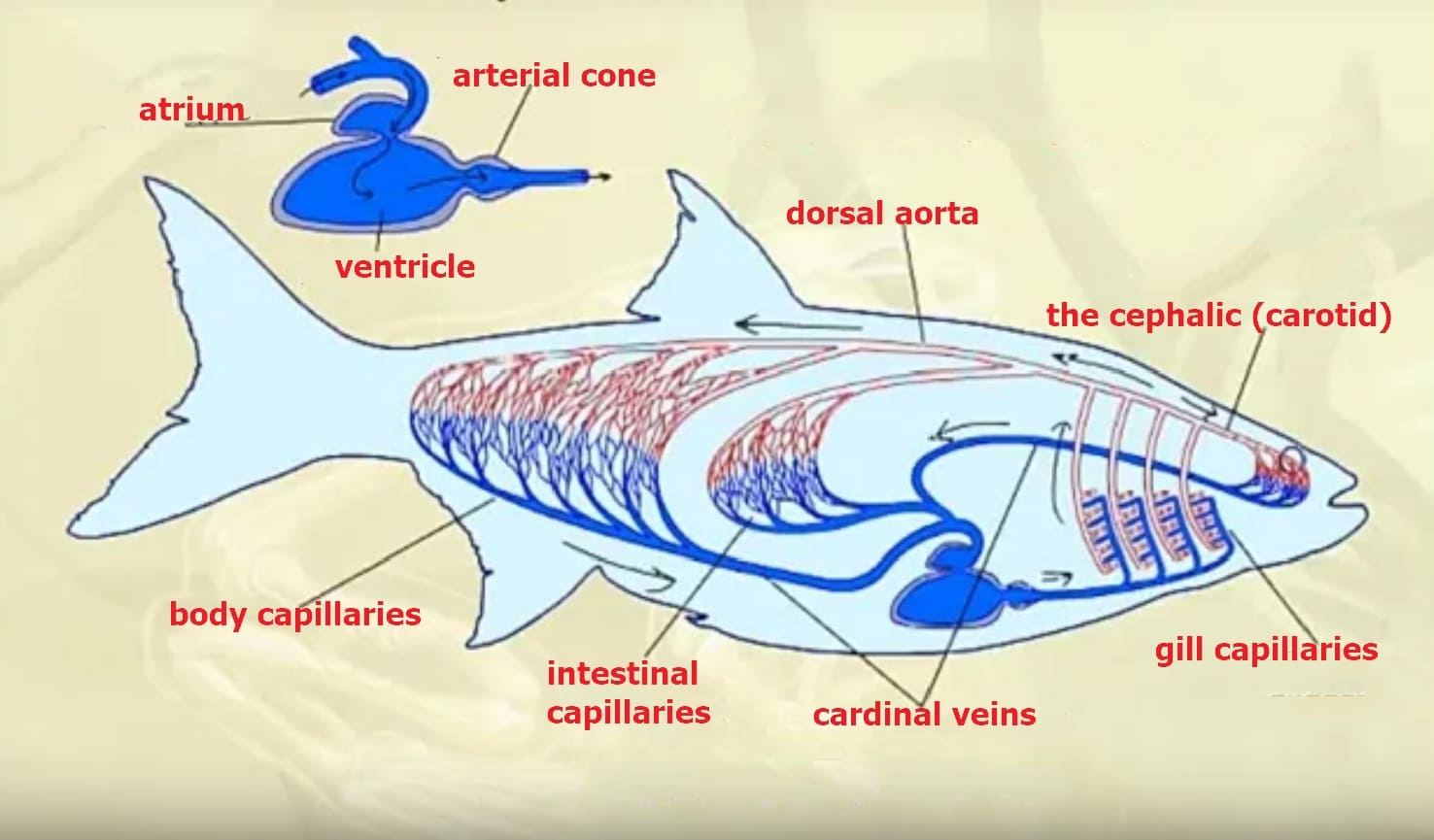 Circulatory system