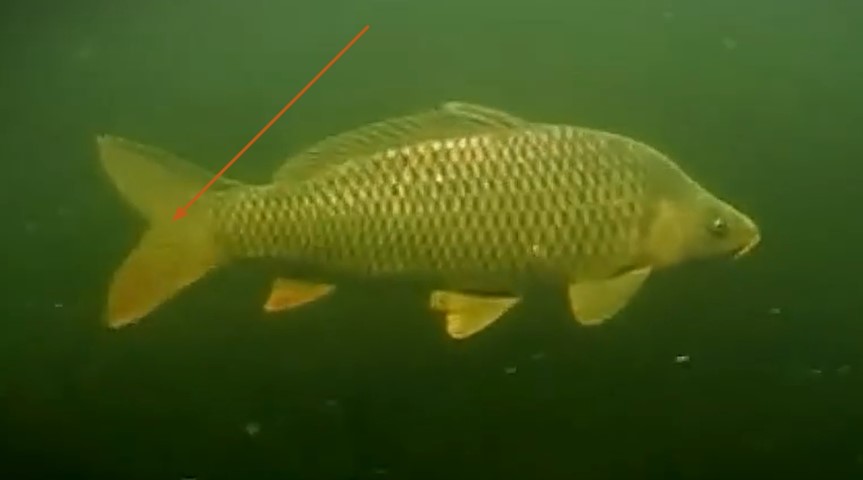 Isobate type of caudal fin