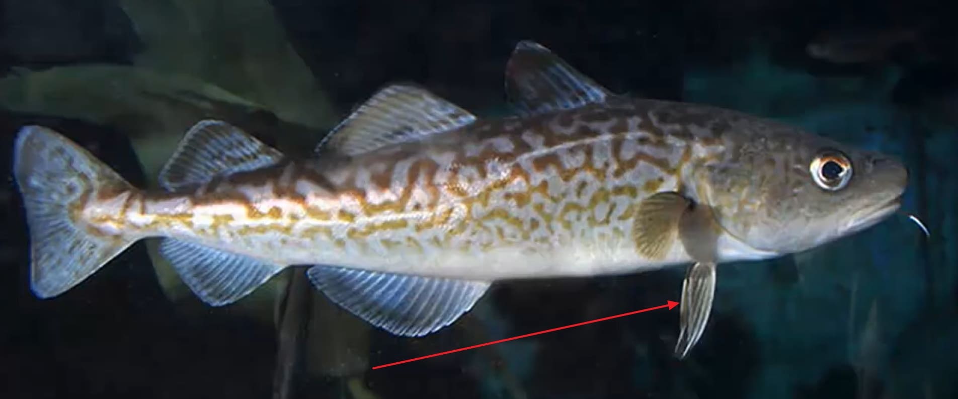 Jugular fin arrangement