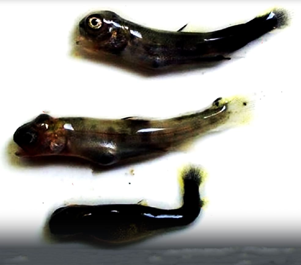 Juvenile fish
