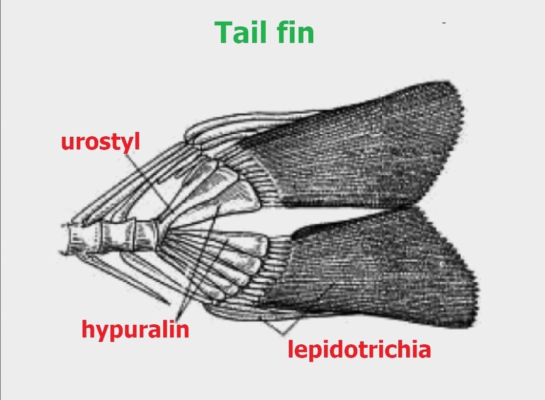 Lepidotrichia
