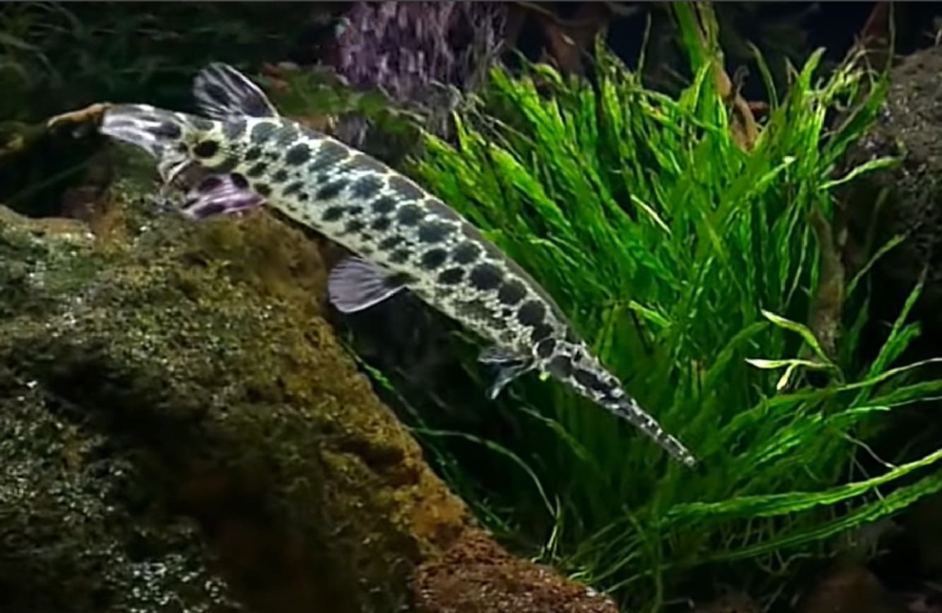 Lepisosteidae
