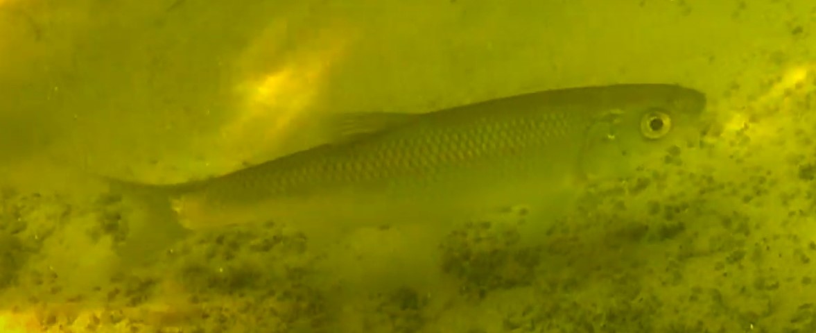 Leuciscus leuciscus