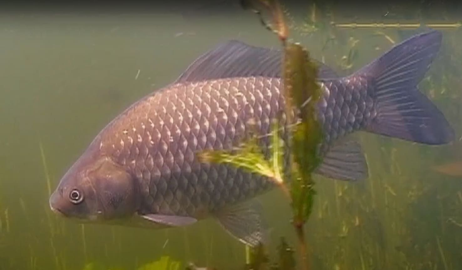 Limnobionts