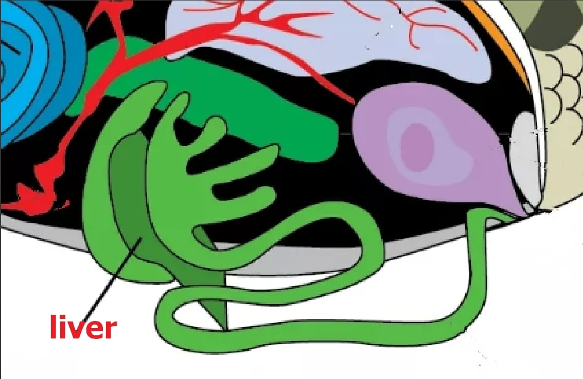Liver