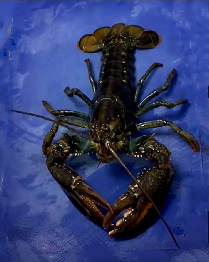 Lobster