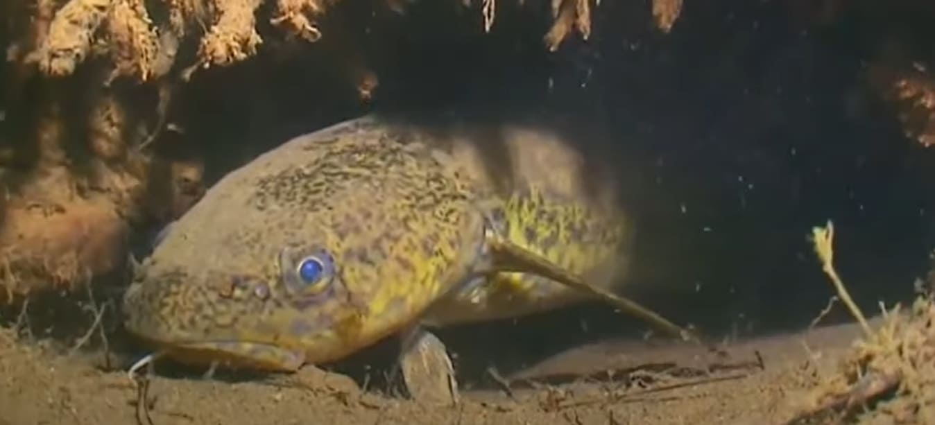 Lotidae