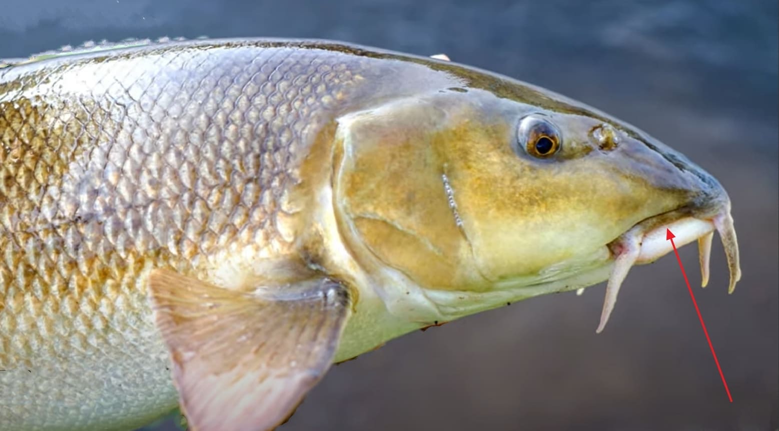 Lower mouth