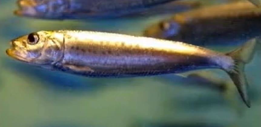 Clupeidae