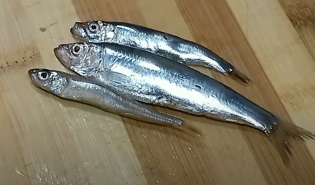 Clupeonella