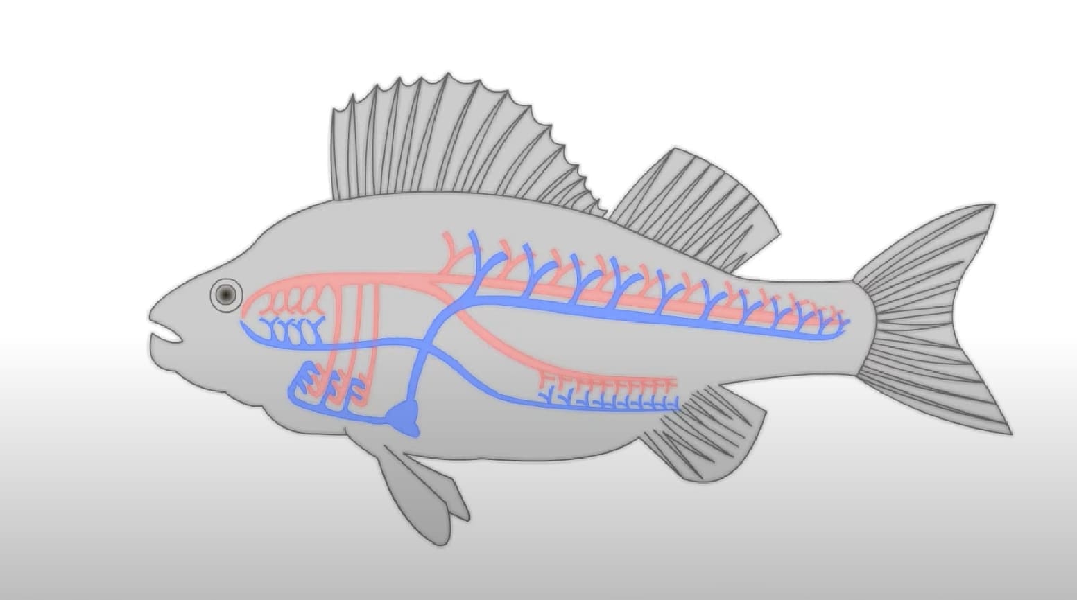Lymphatic system of fish
