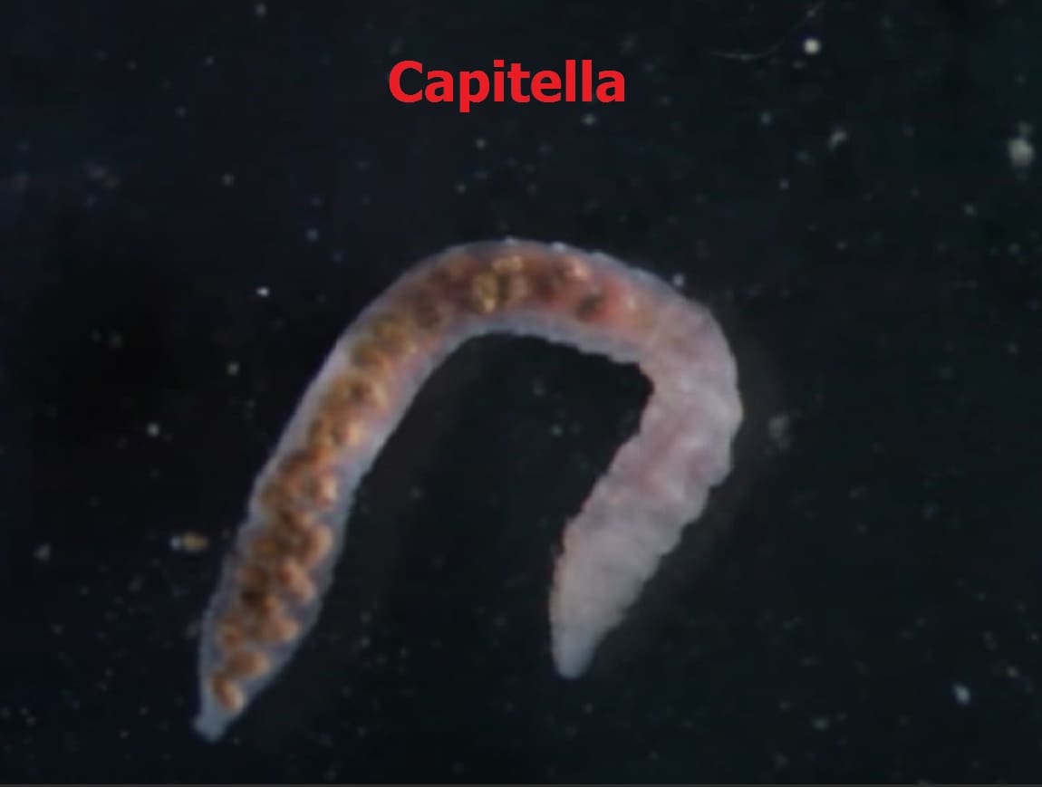 Macrobenthos