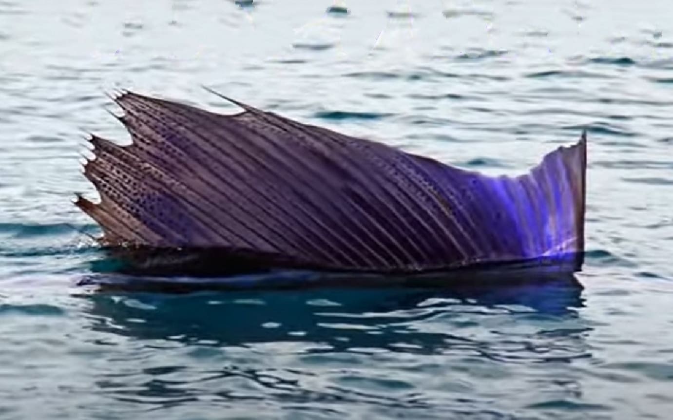 Marlin