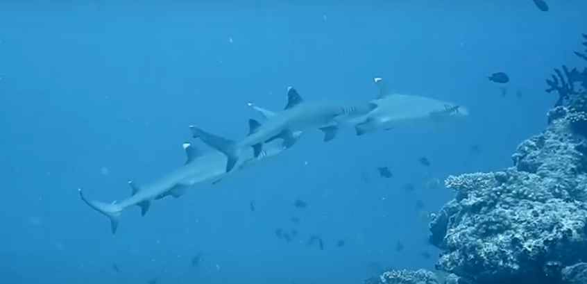 Mating games