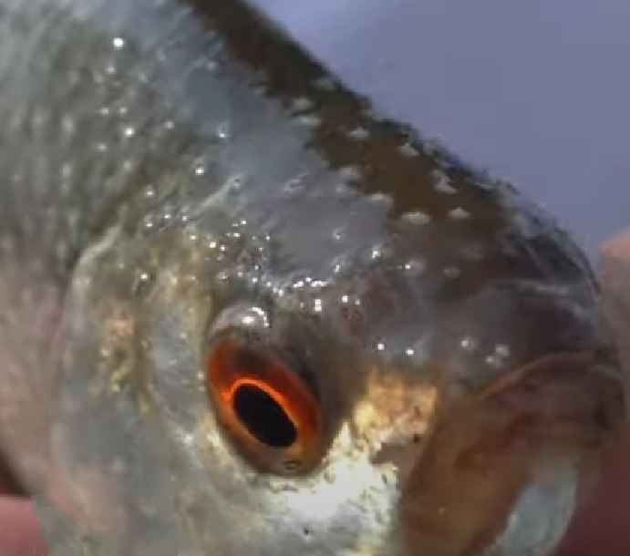 Mating rash