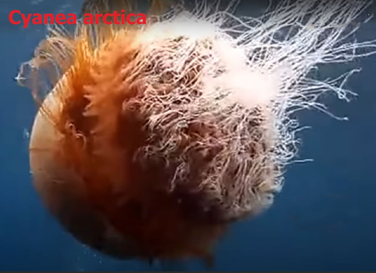 Megaloplankton