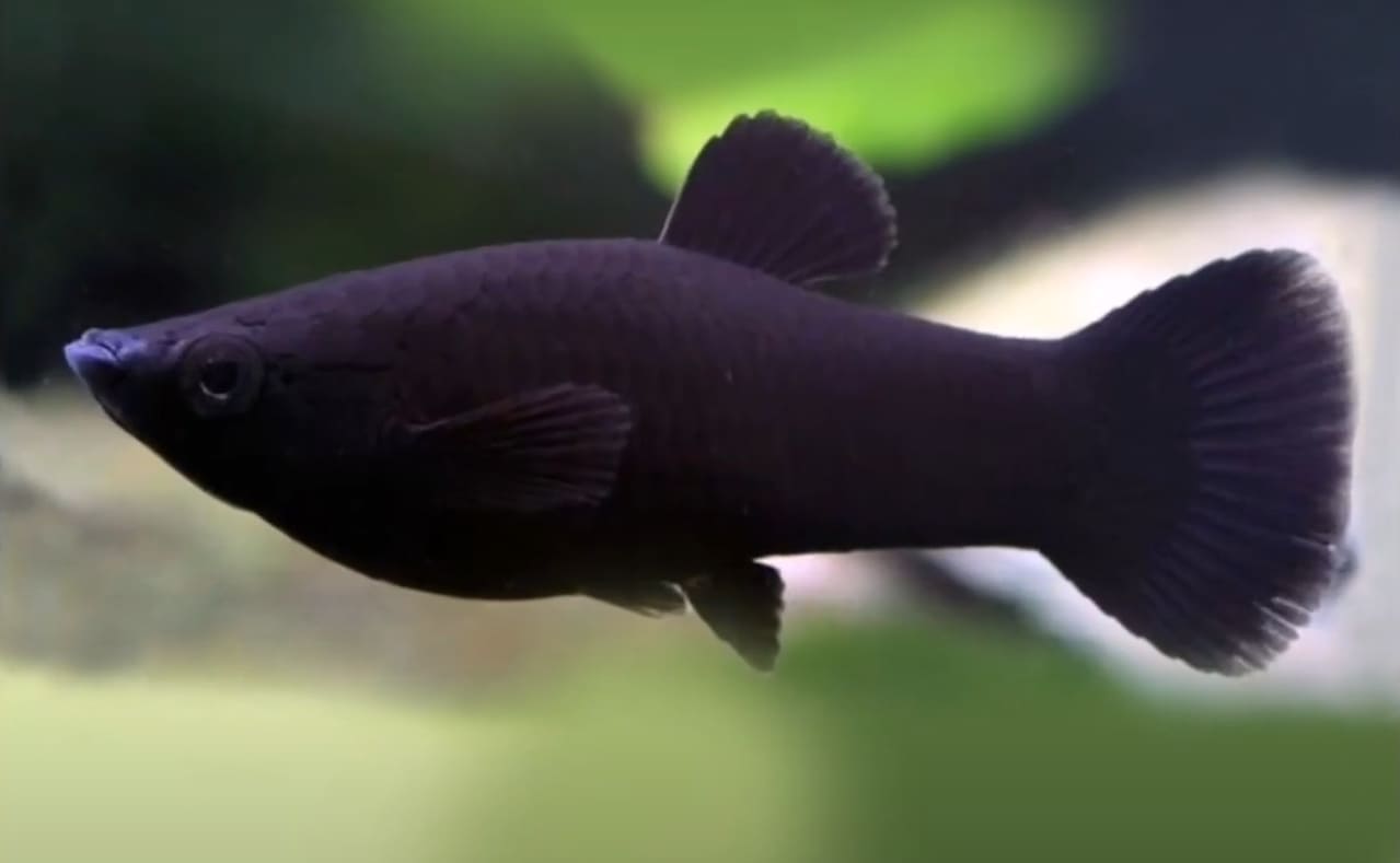 Melanophores