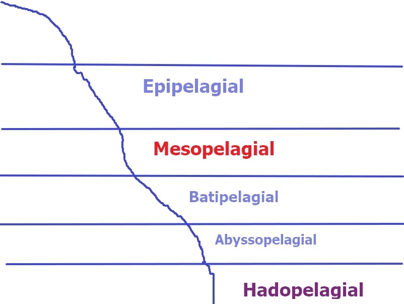 Mesopelagial