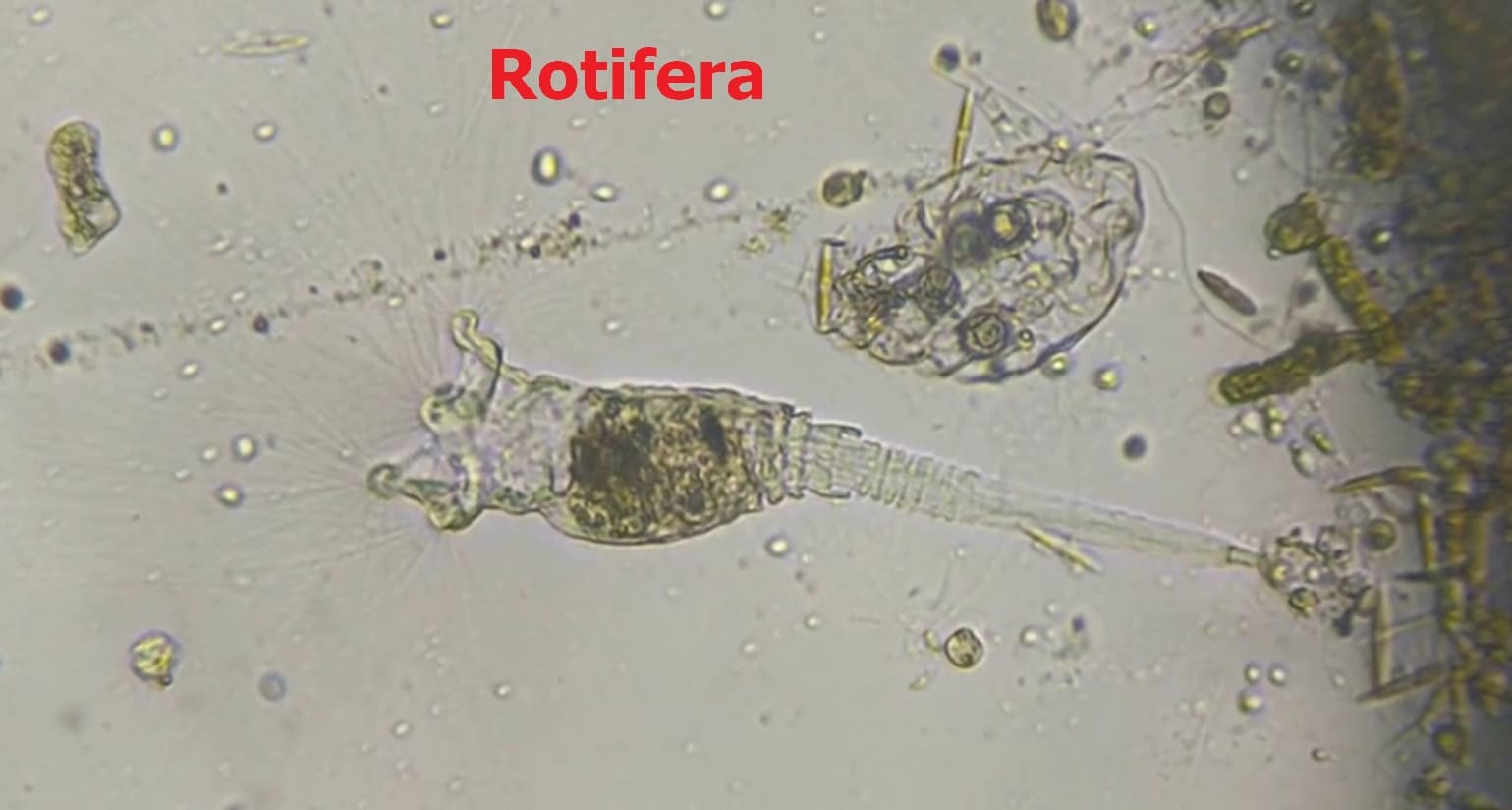 Mesosaprobic organisms