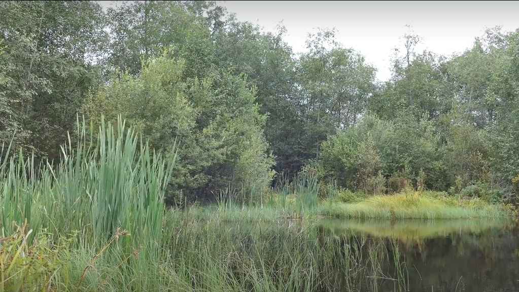 Mesosaprobic pond