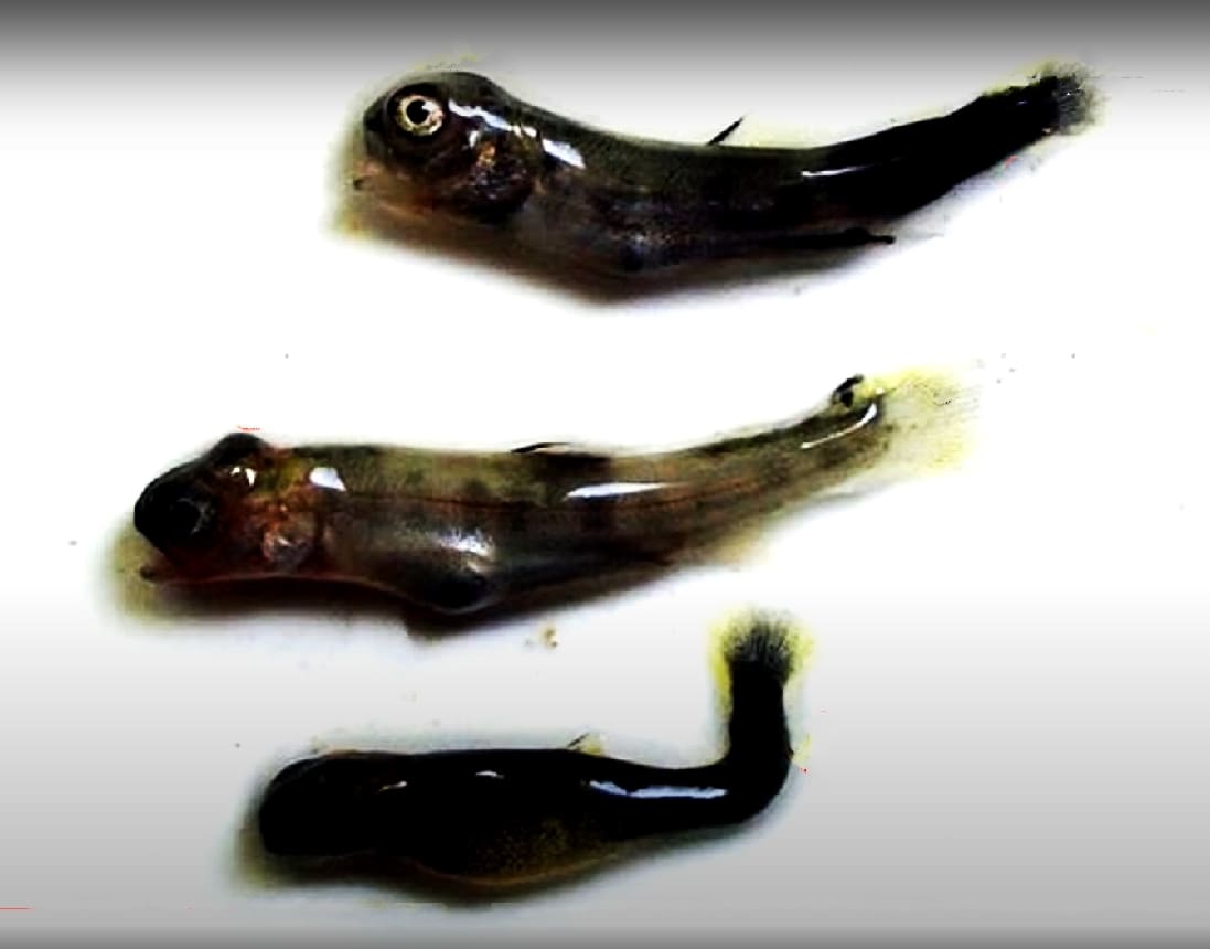 Metamorphosis