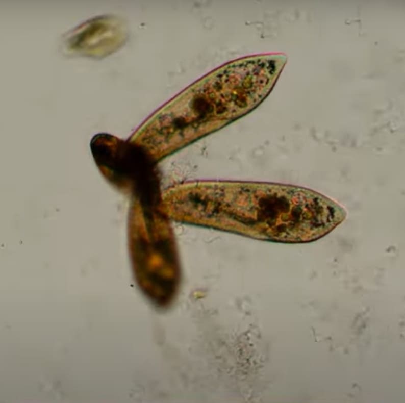 Microbenthos