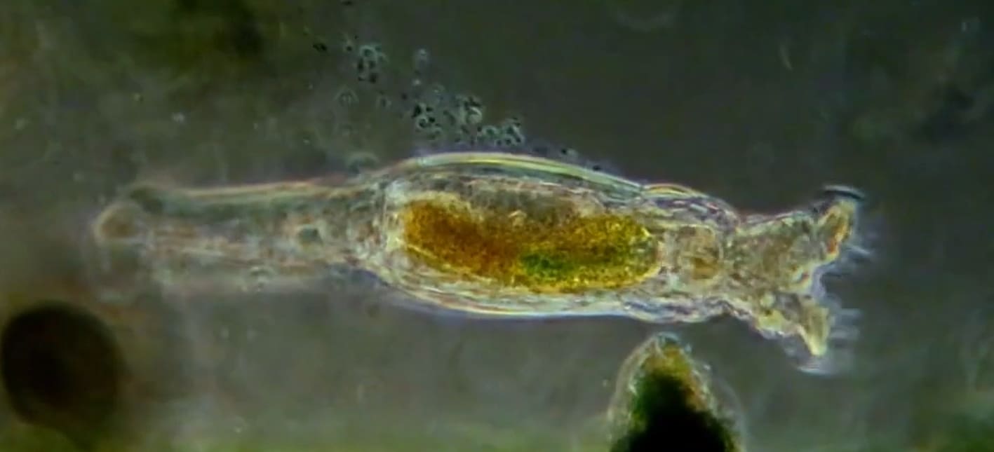 Microplankton