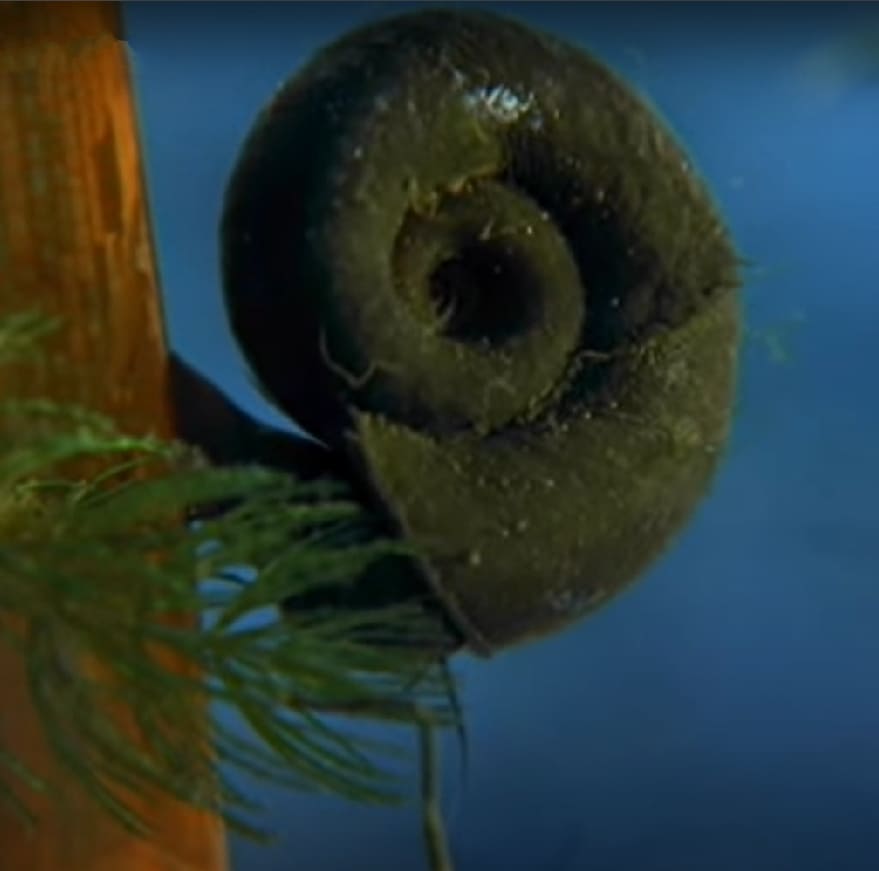 Mollusca