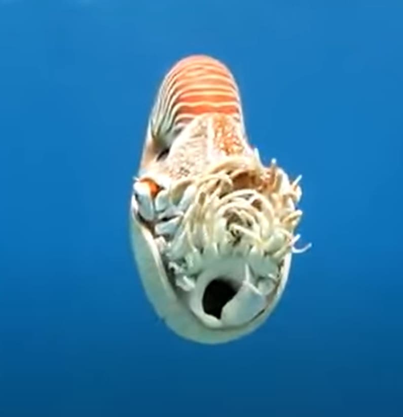 Monophage