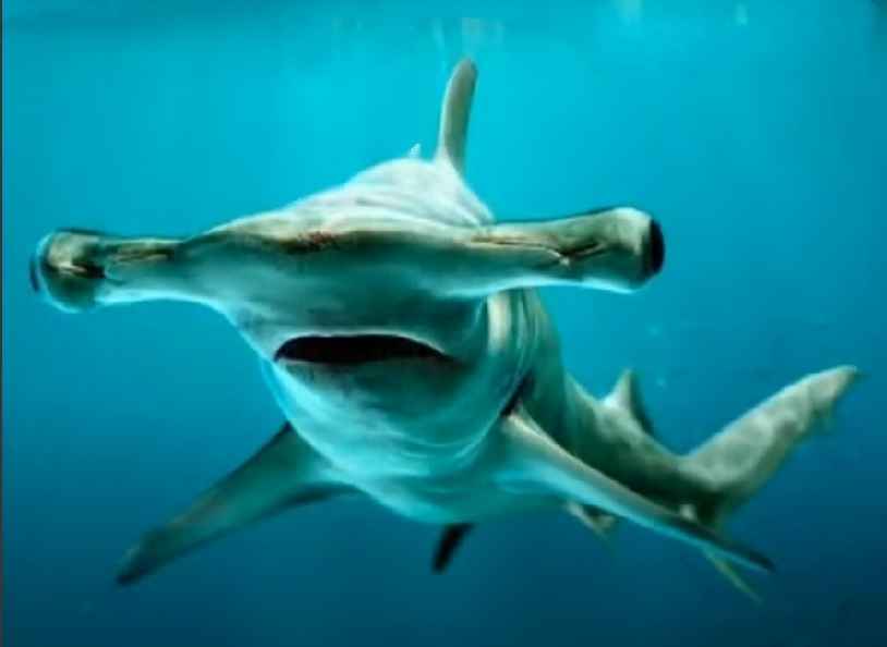 Monotypic species