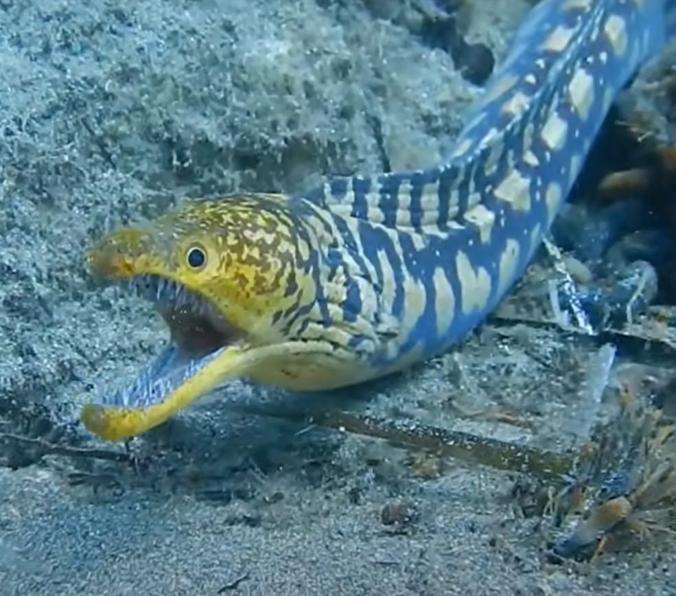 Moray eel