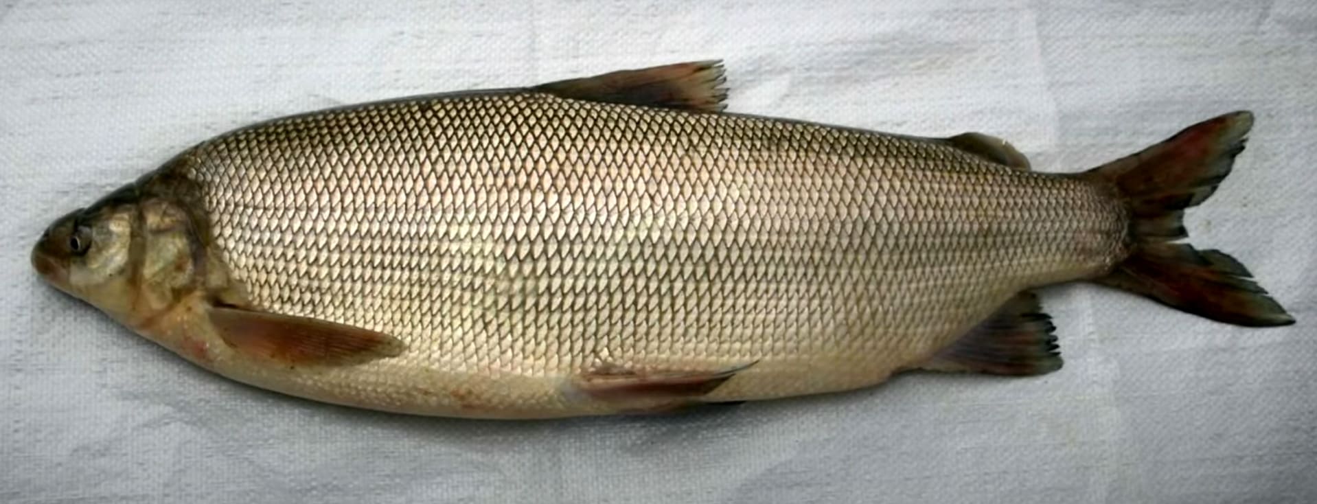 Muksun