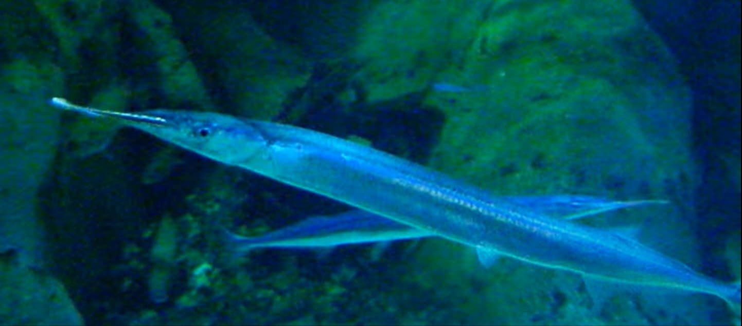 Needlefish (Belonidae)