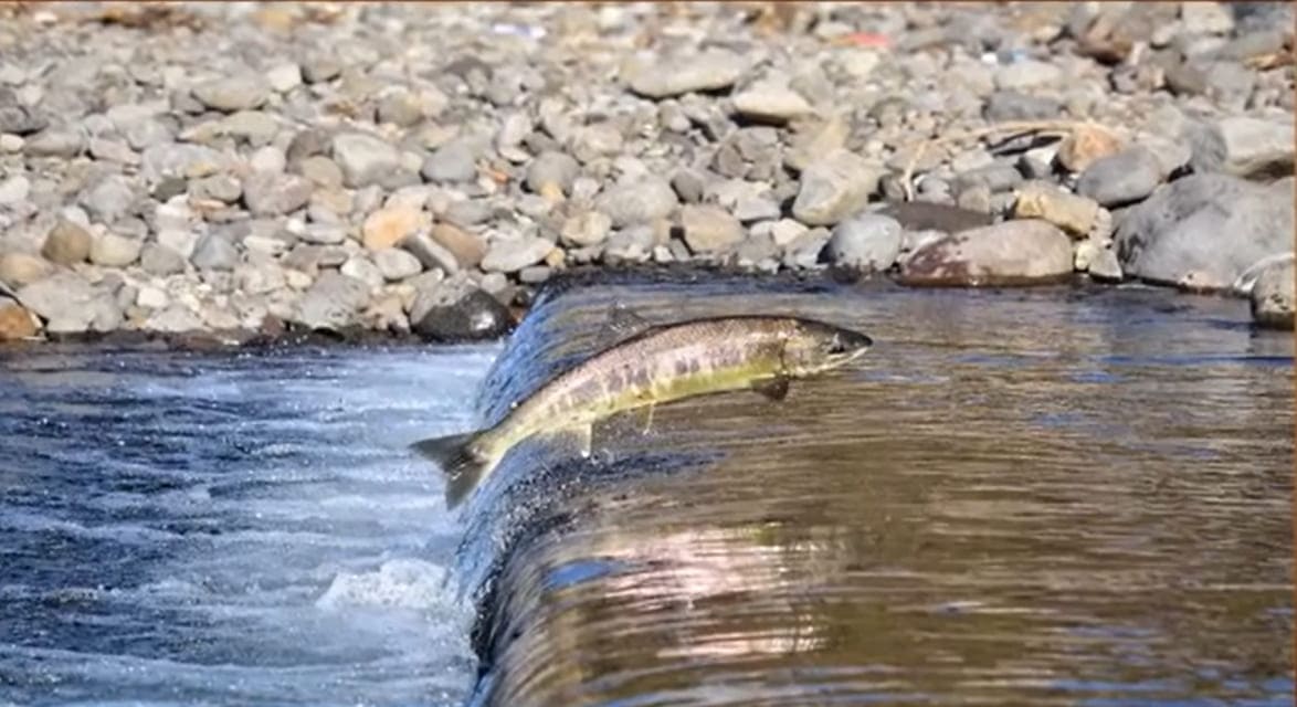 Neritic fish