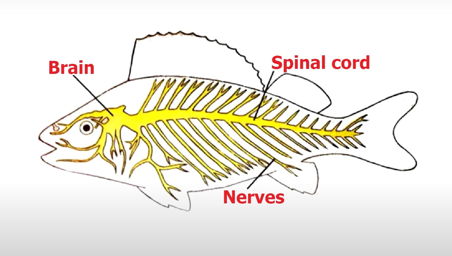 Nervous system