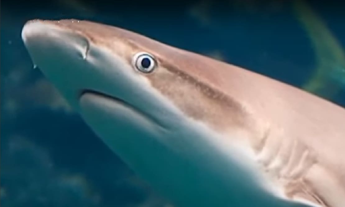 Nictitating membrane