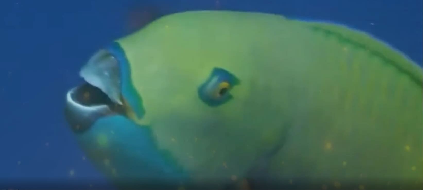 Non-retractable mouth