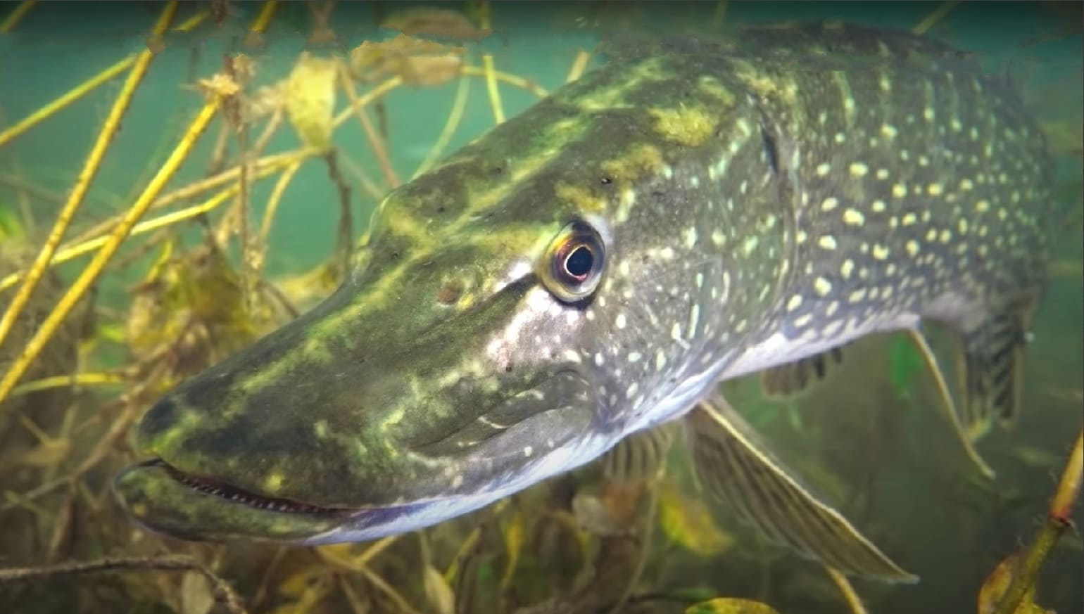 Northern pike