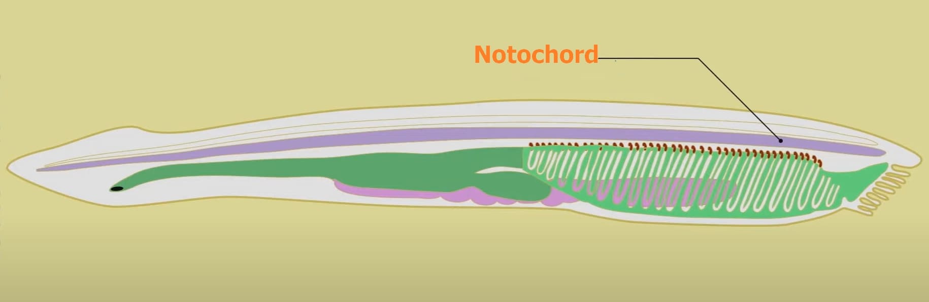 Notochord