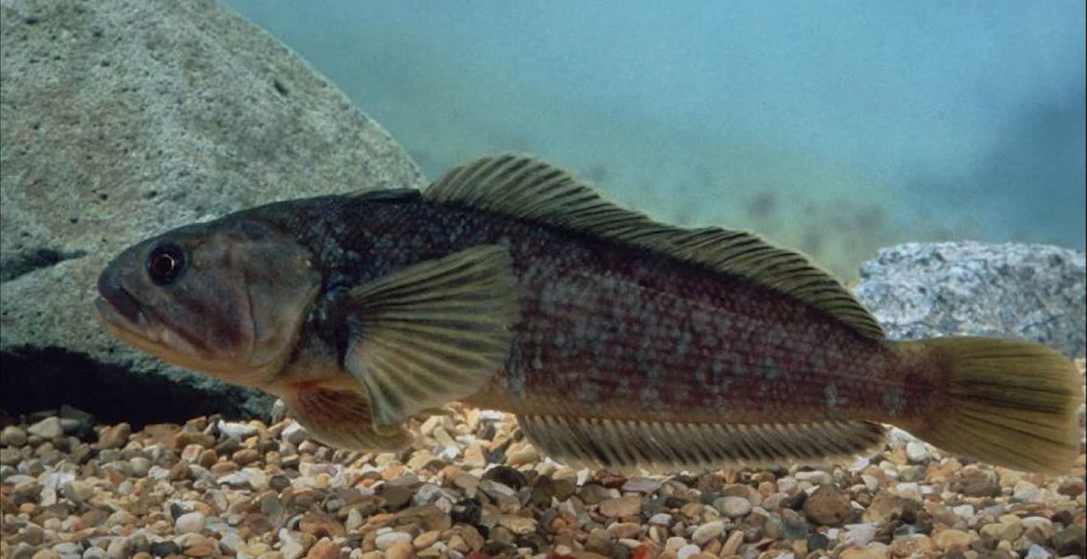 Nototheniidae