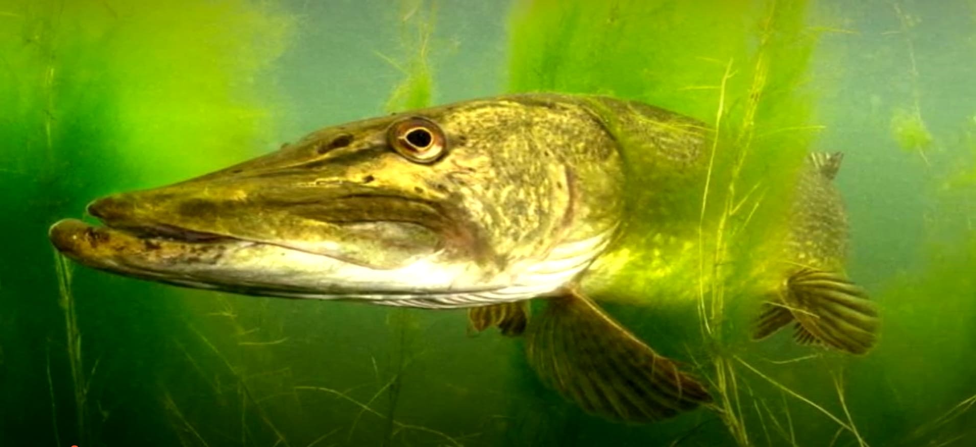 Coastal fish