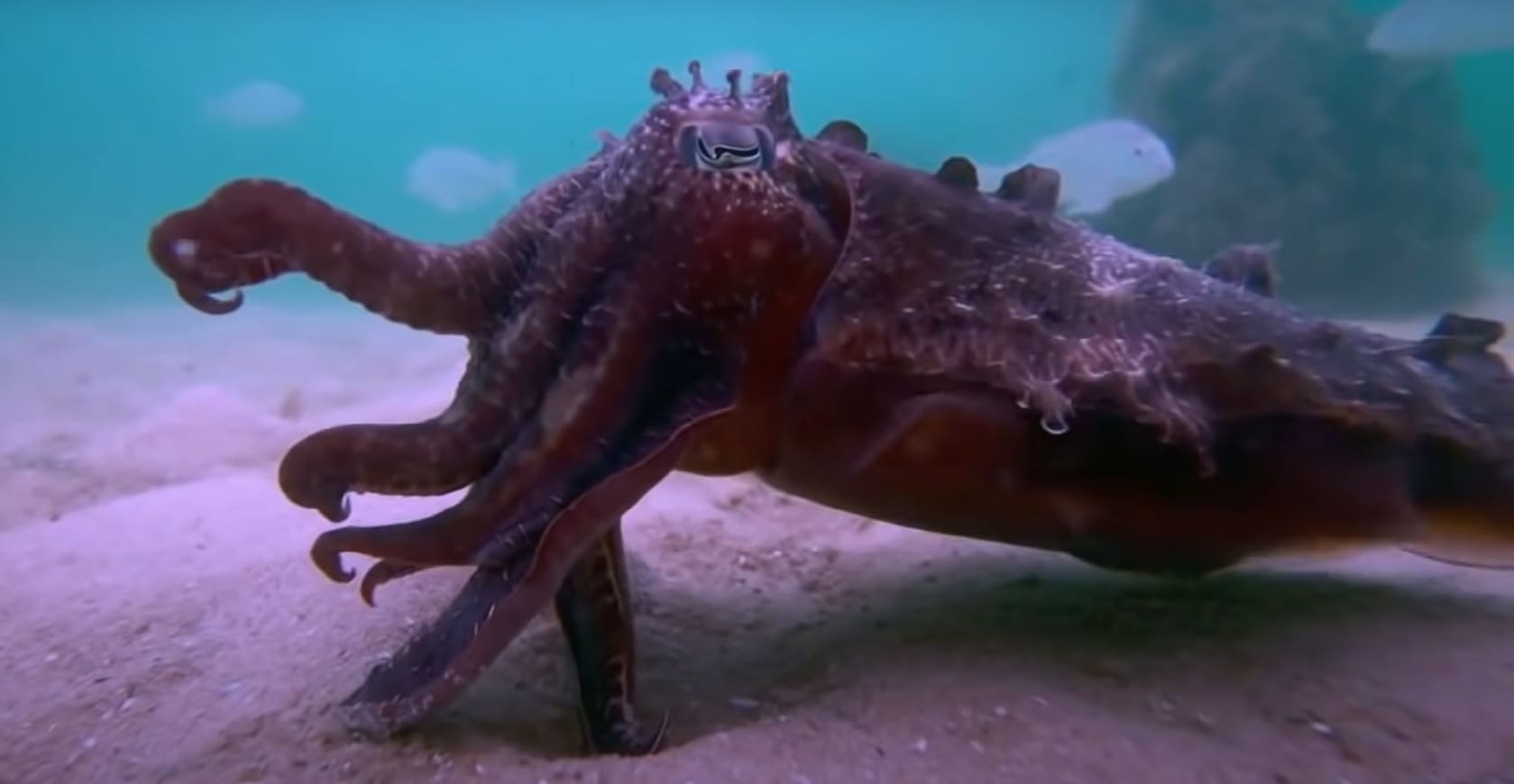 Octopus
