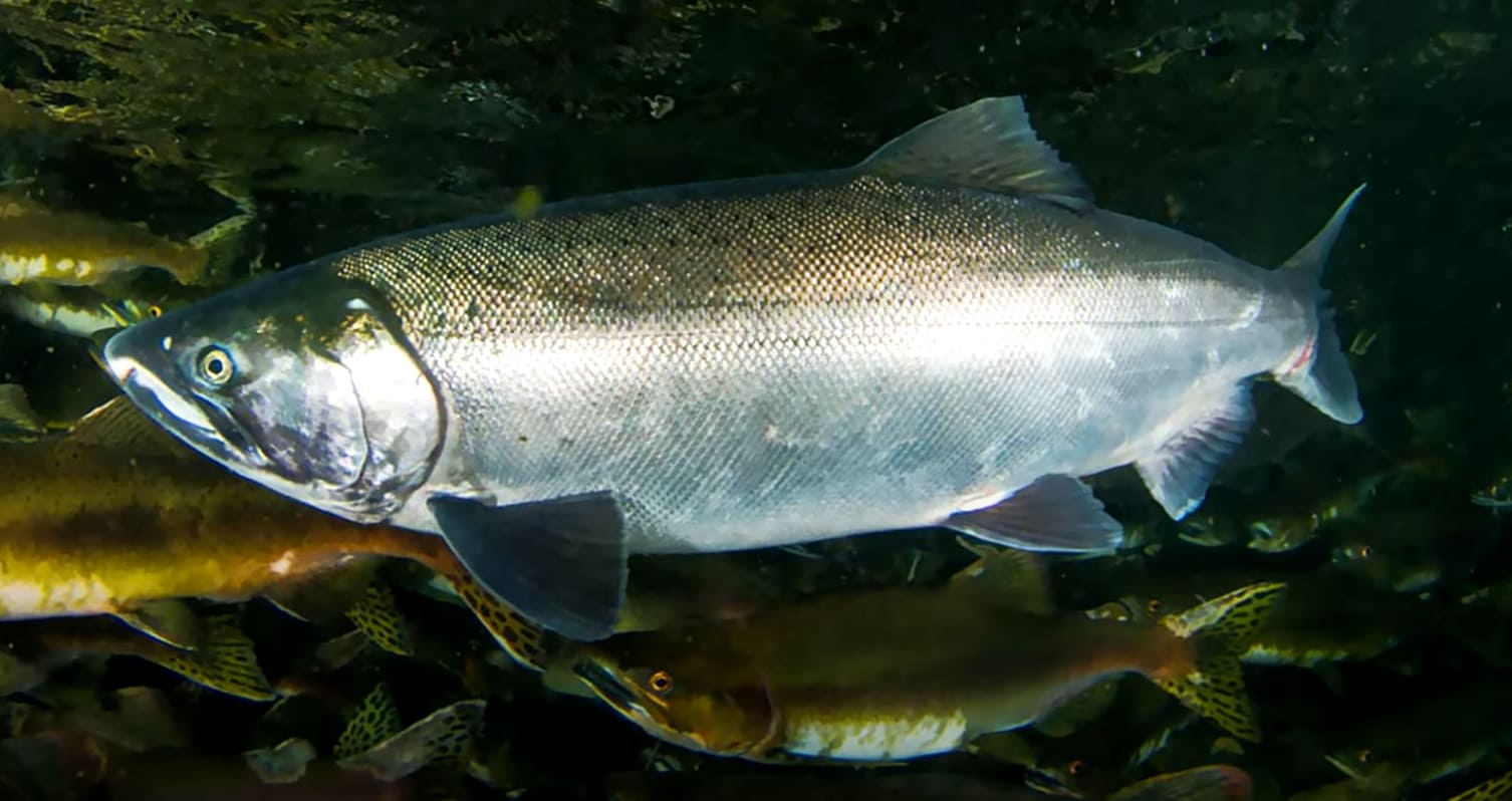 Coho salmon