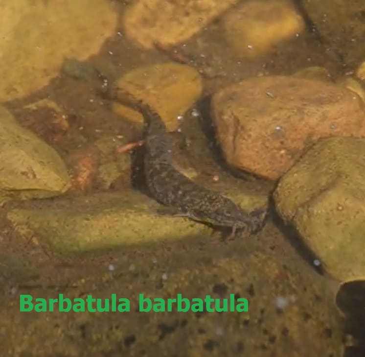Cold-loving fish