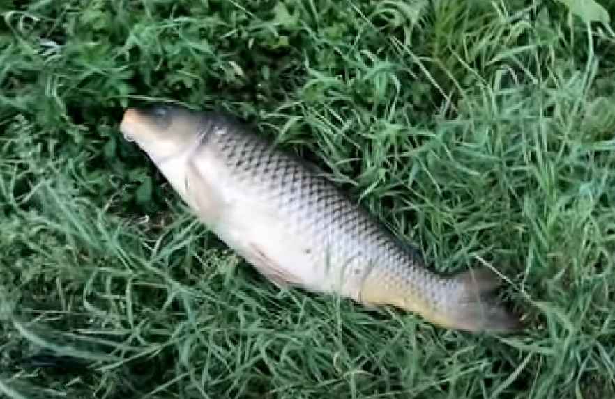 Omnivorous fish