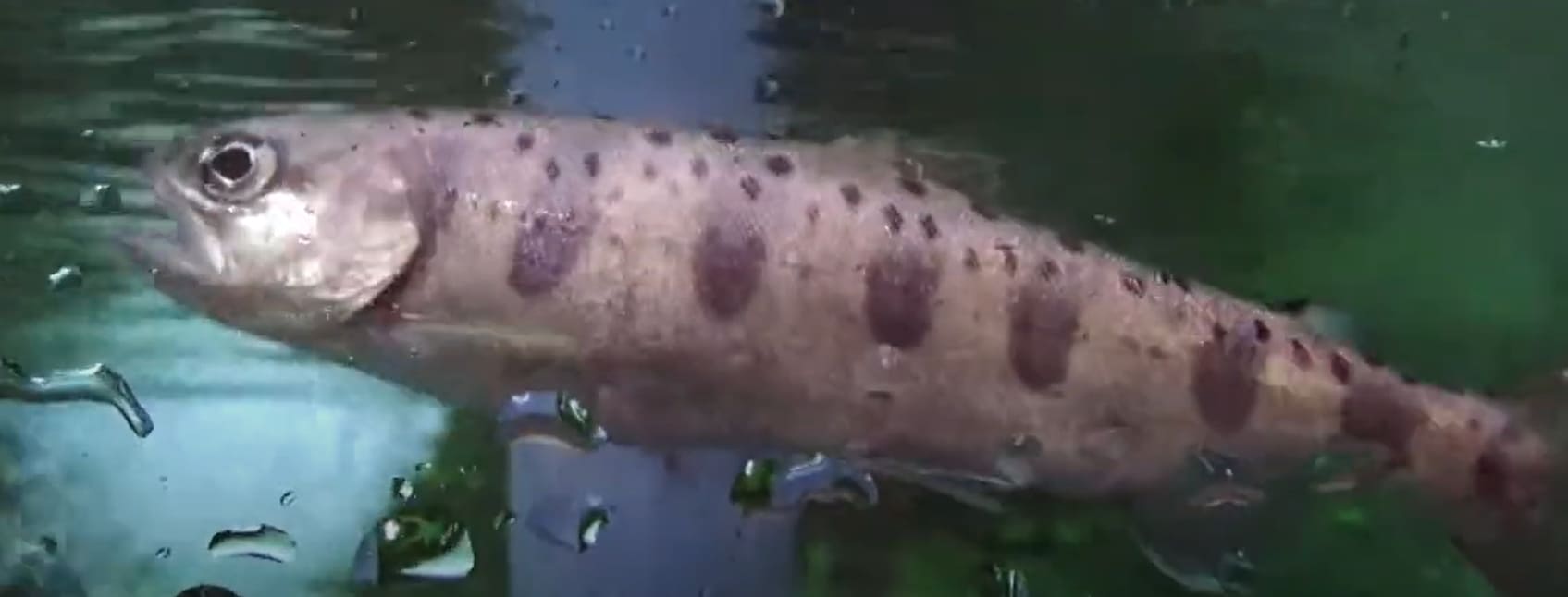 Oncorhynchus masou