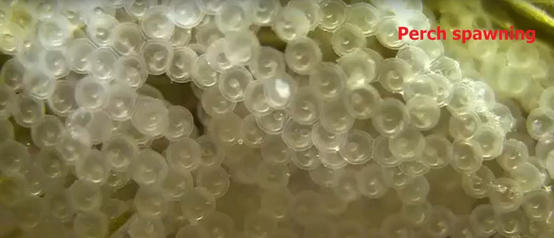One-time spawning